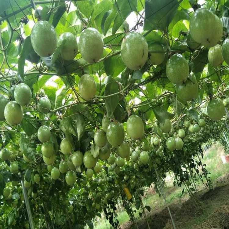 300万株黄金百香果苗批发