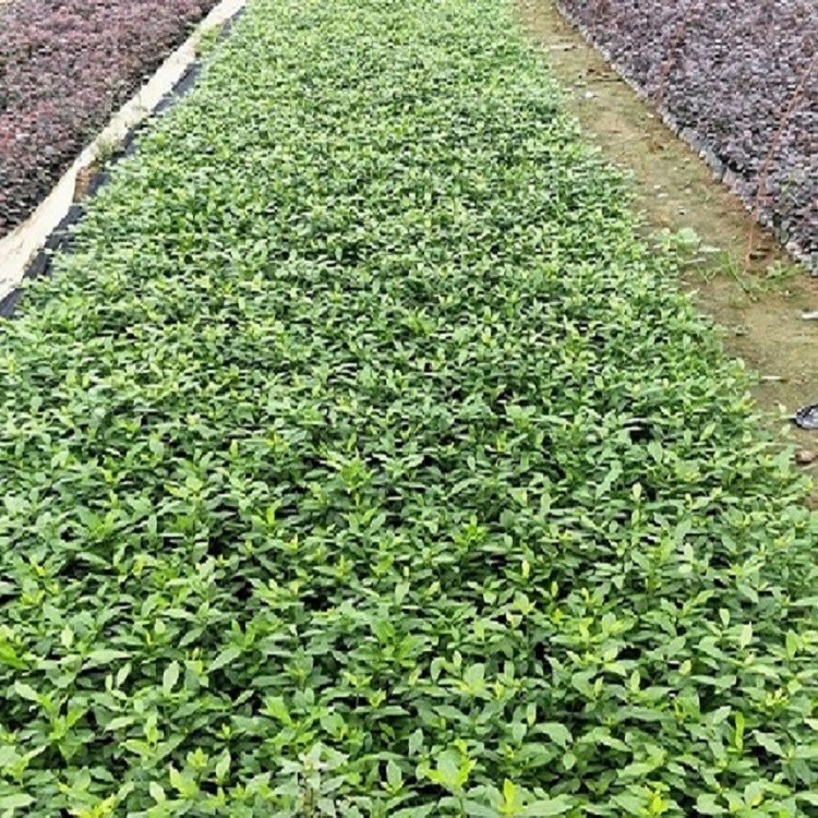 漳州小叶栀子批发