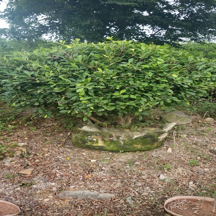 漳州产地直销黄金榕球