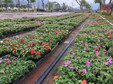 漳州会开花园林造景植物凤仙