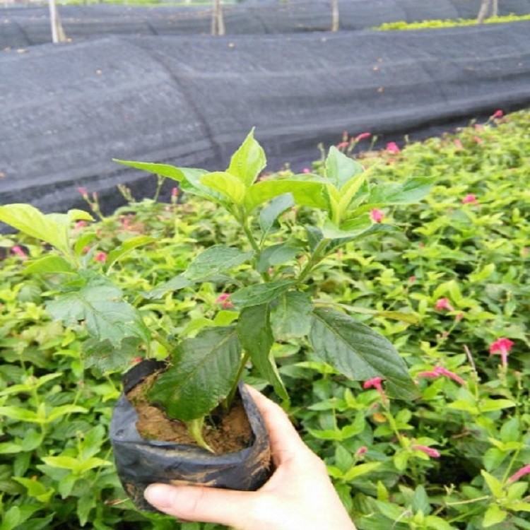 漳州大花芦莉苗带土球批发