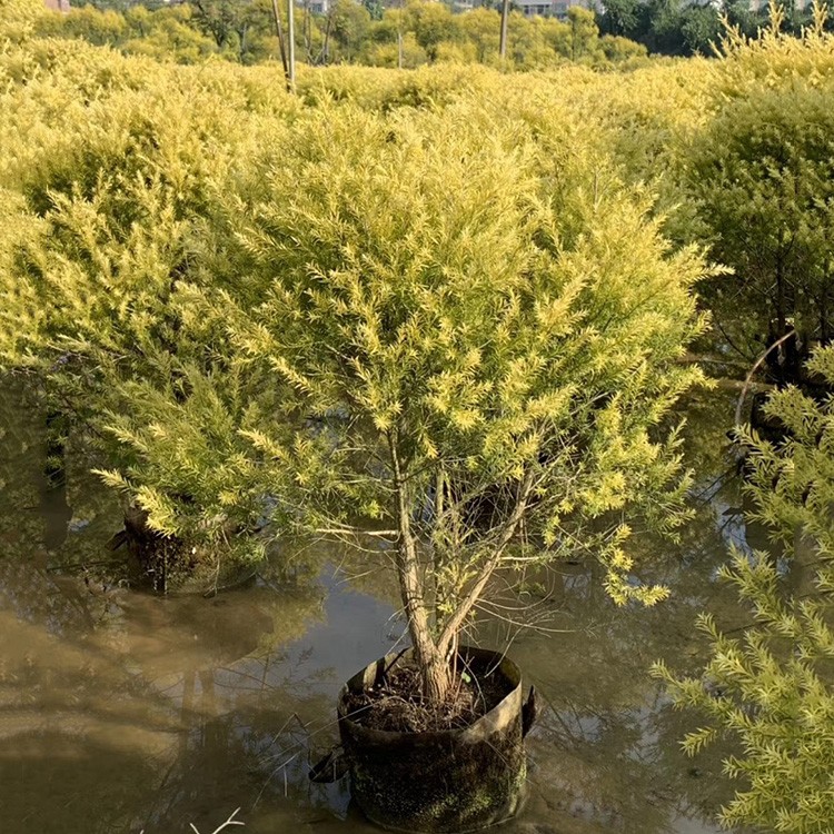 漳州龙海黄金香柳批发