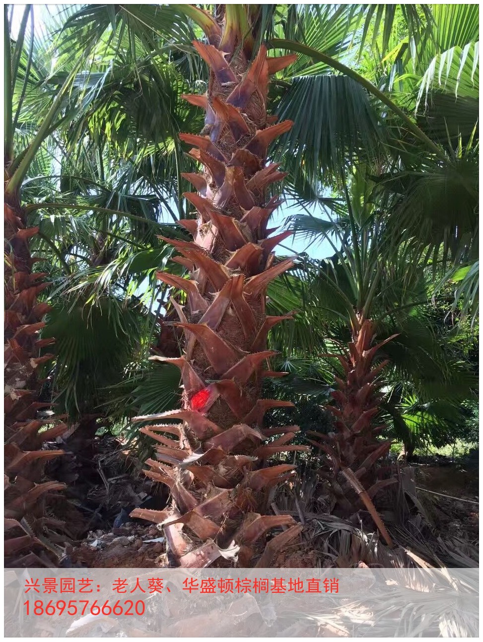 漳州厂家龙海老人葵杆