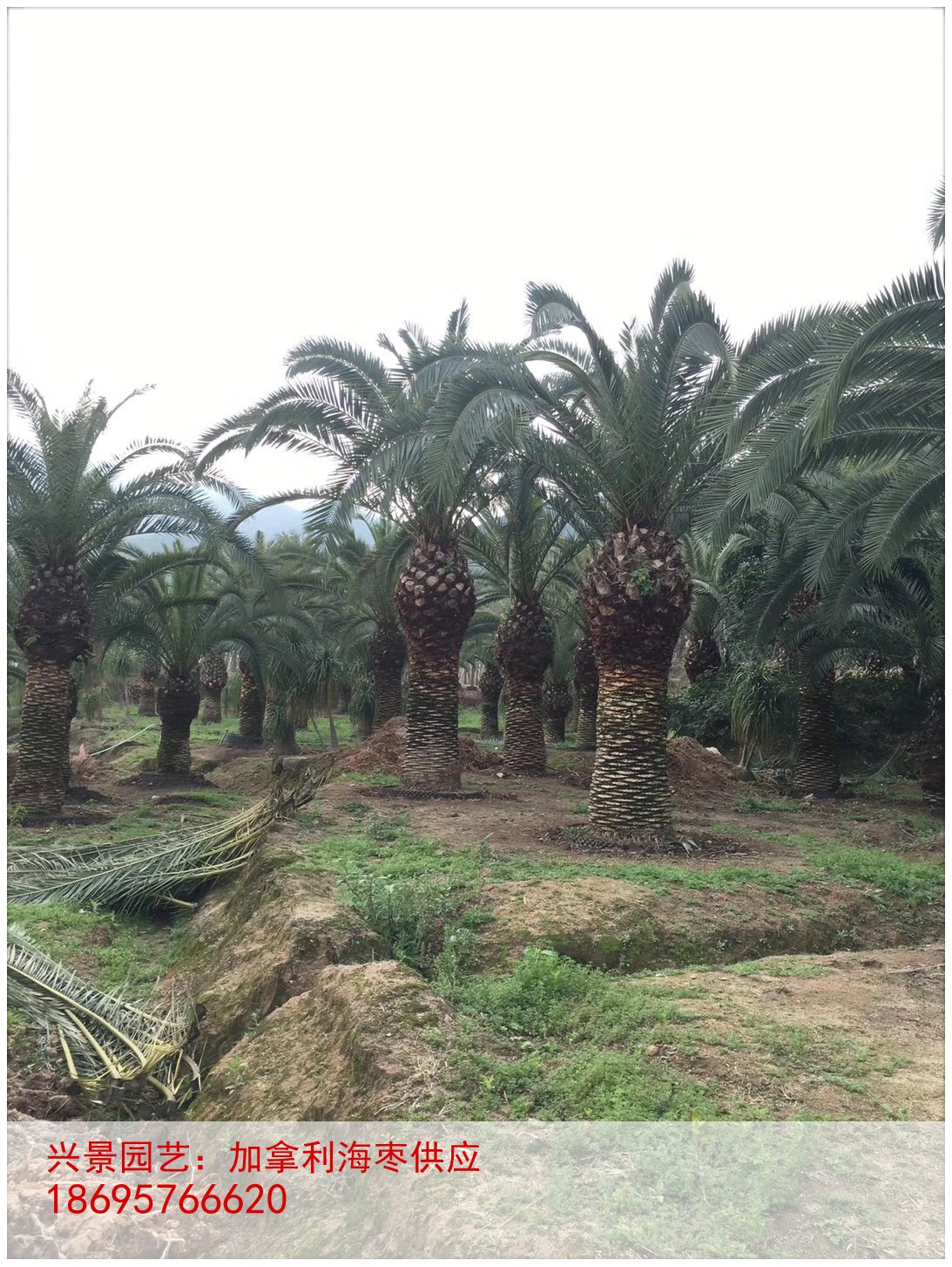 漳州龙海加拿利海枣杆批发