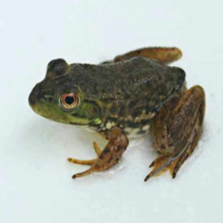 云霄县旺鹏牛蛙养殖场