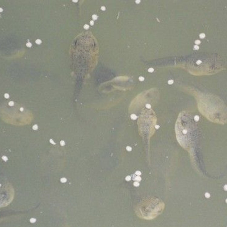 漳州云霄供应生长前期蝌蚪苗