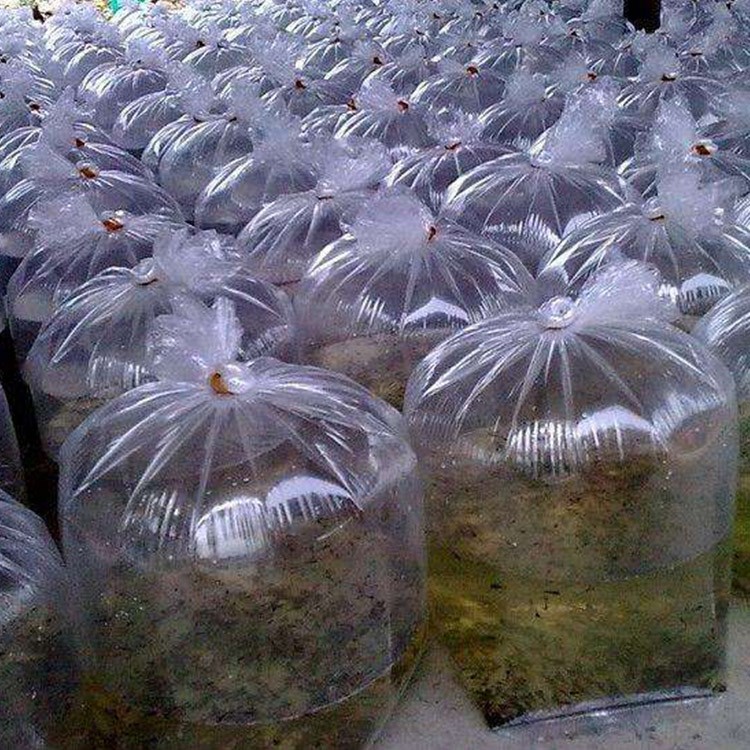 漳州云霄牛蛙苗