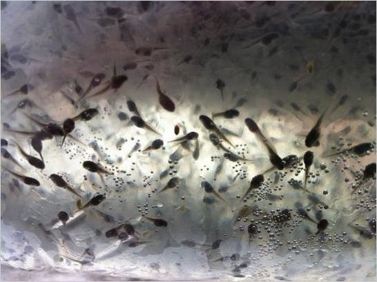 漳州云霄优质牛蛙苗