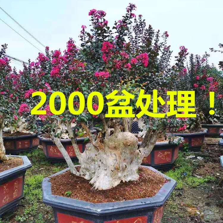 漳州龙海紫薇桩批发