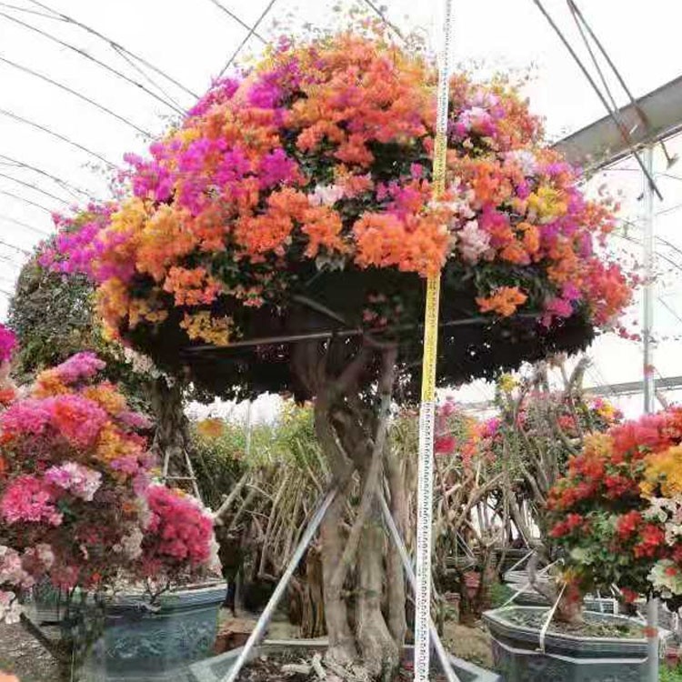 漳州龙海2.5m五雀三角梅盆栽批发