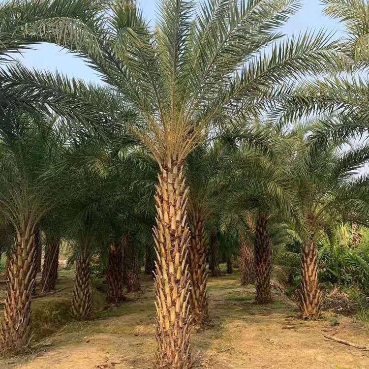 漳州龙海大型中东海枣批发