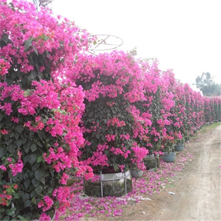 漳浦多造型盆景三角梅