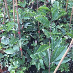 漳州鲜果缘贸易有限公司