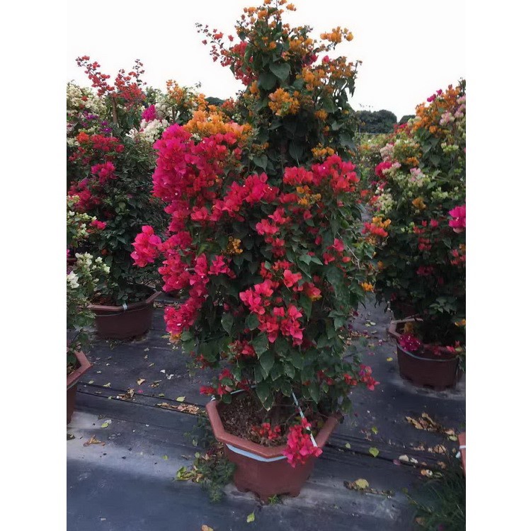 漳浦三角梅盆栽批发