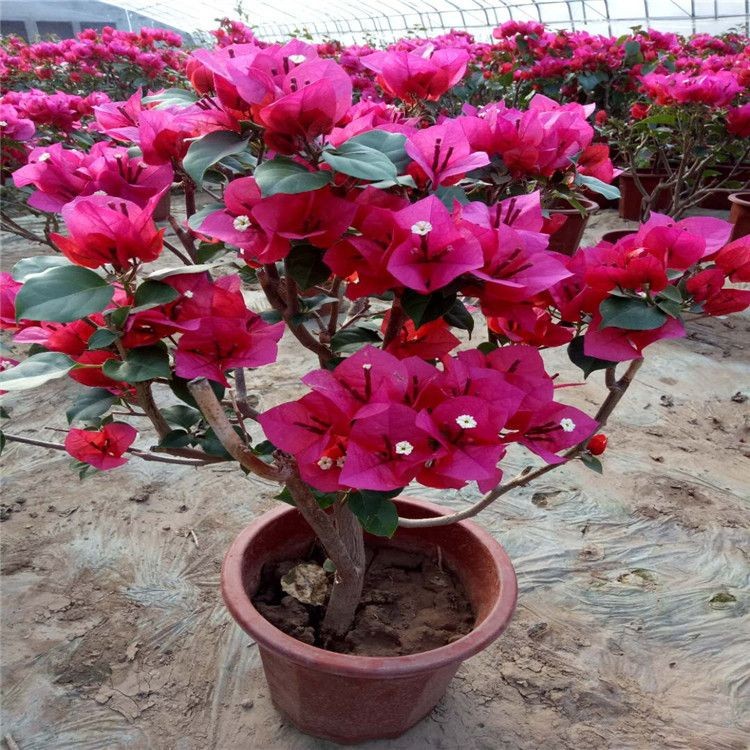 漳州四季红三角梅 多种规格 