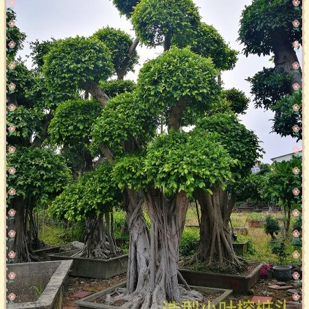 福建马口双艺 小叶榕桩景批发