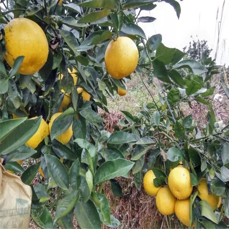 漳州果树苗葡萄柚苗基地直销批发