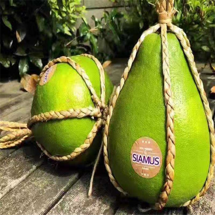 漳州果树苗红宝石柚子树苗泰国青皮红柚红心柚子