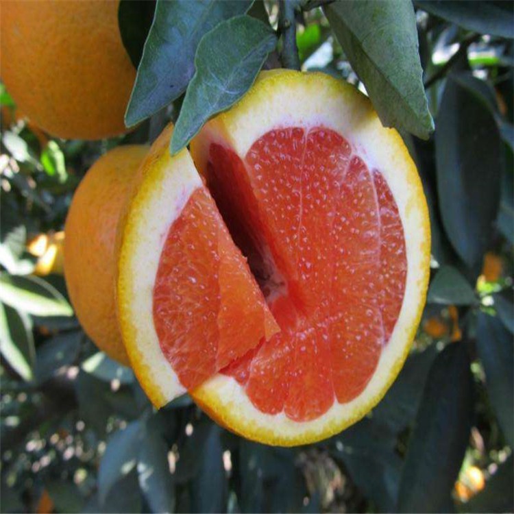 漳州果树苗橙子树苗红心脐橙水果树苗木基地