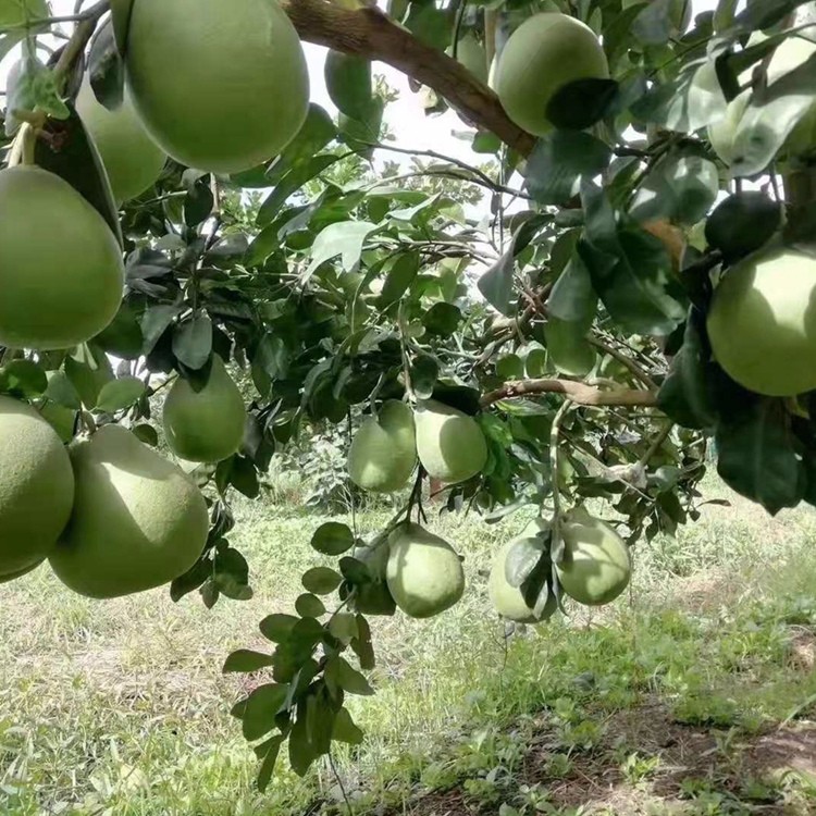 漳州厂家直销泰国红宝石苗 