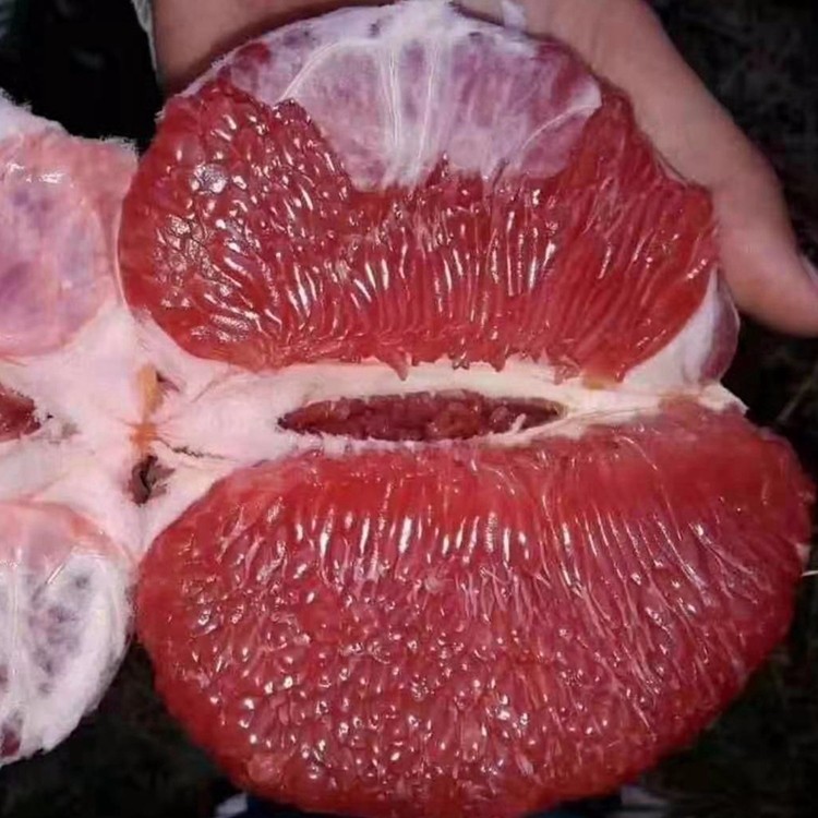 漳州泰国红宝石苗