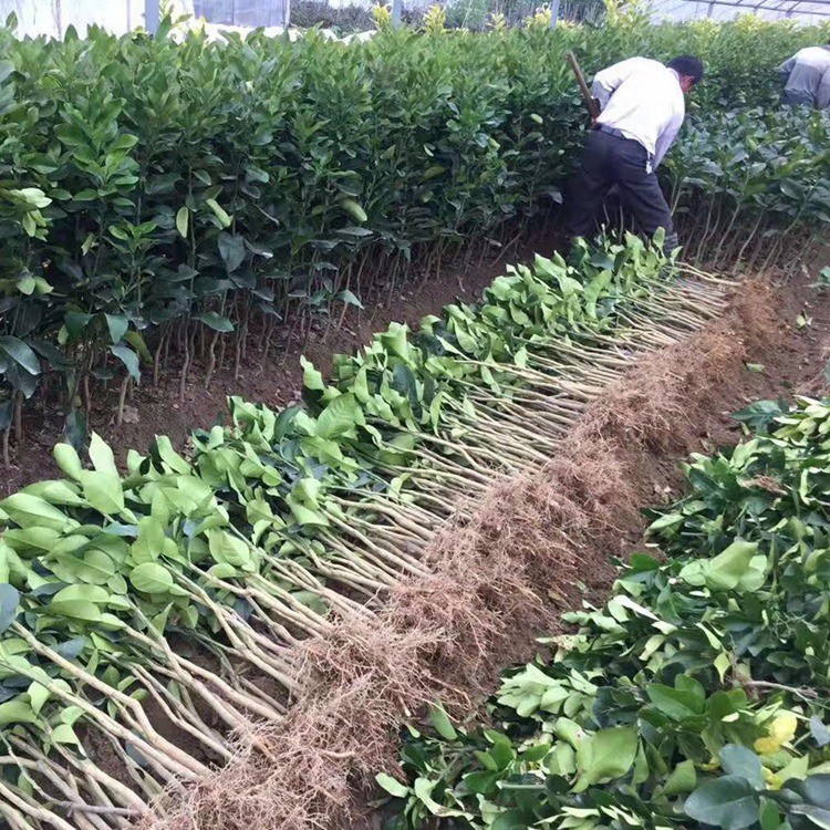 漳州三红蜜柚苗地栽苗基地批发 