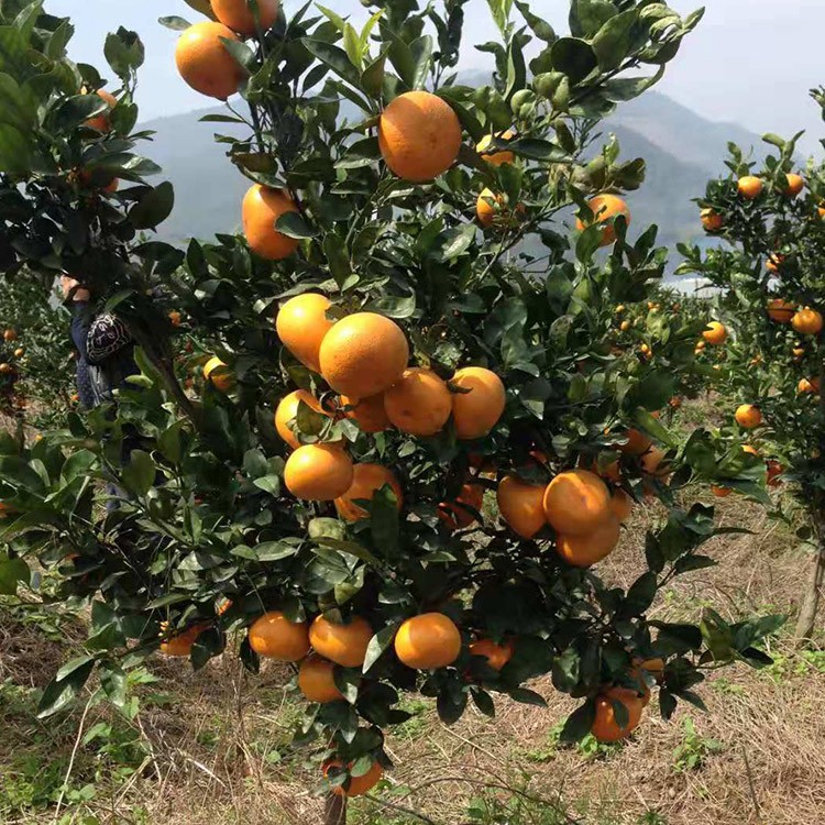 漳州平和茂谷柑苗