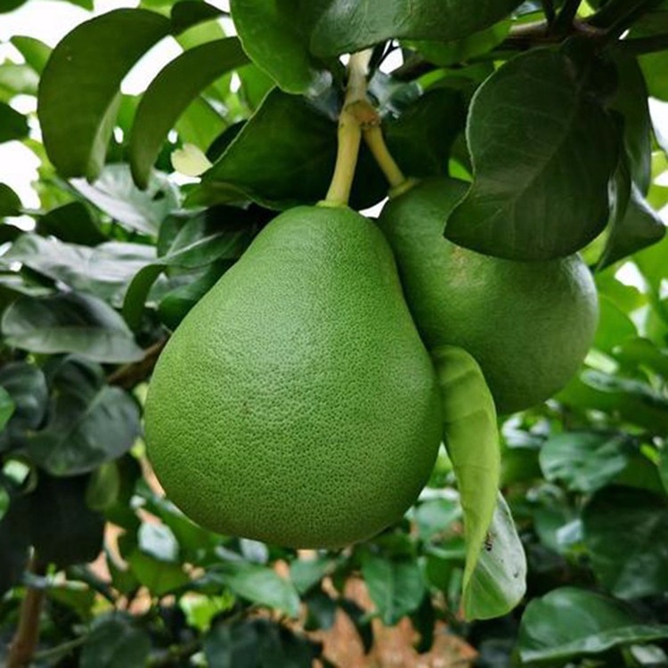 漳州平和泰国青柚苗