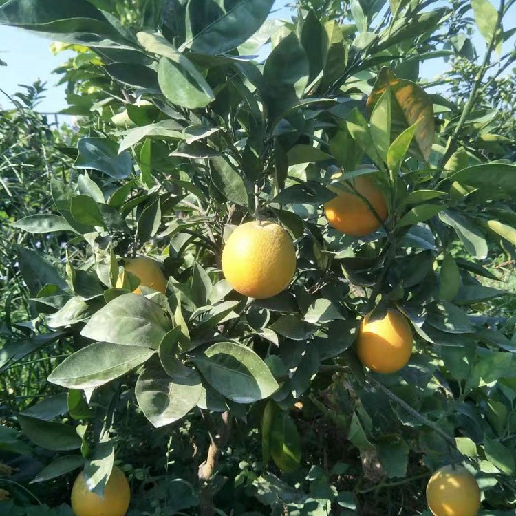 漳州平和御橙苗