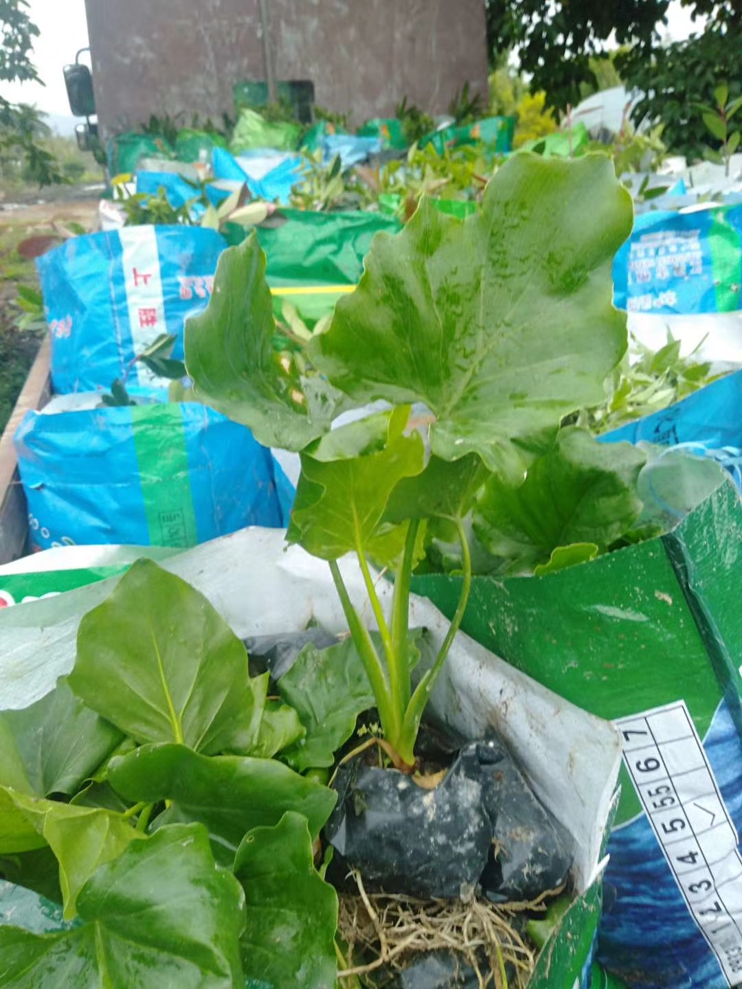 福建立成园林绿化工程有限公司