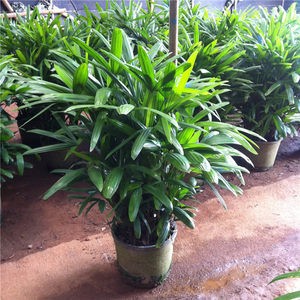 漳州自种自销棕竹3月份价优