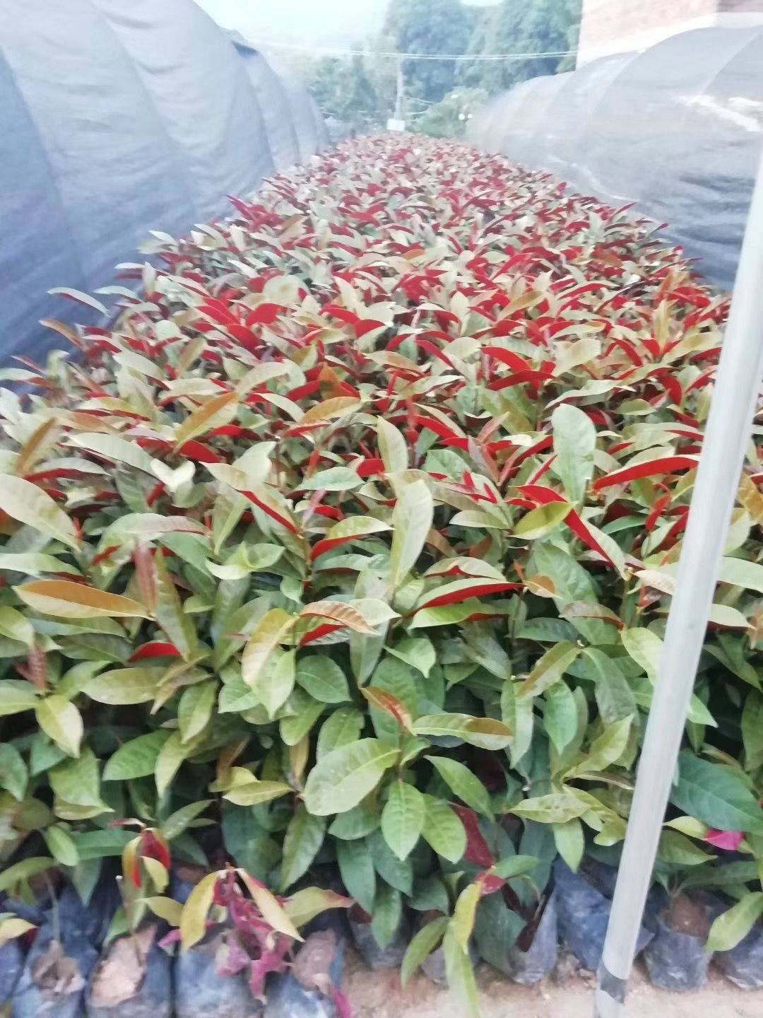 漳州红背桂，物美价廉质量优