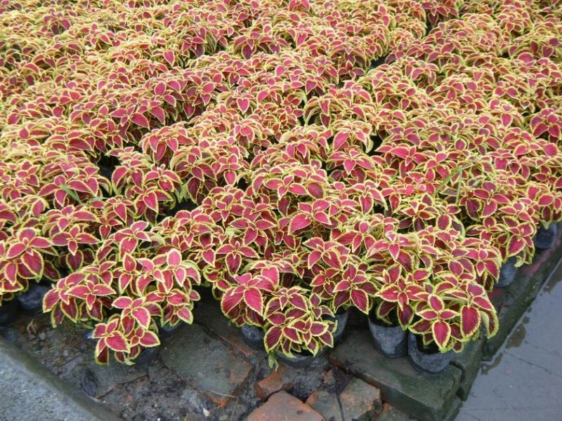 漳州彩叶草质批发