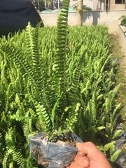 漳州优质量的排骨草