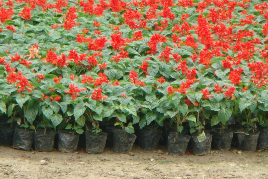 自产自销一串红漳州基地货源充足