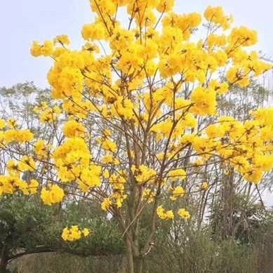 漳州黄花风铃木 黄花风铃木价格 