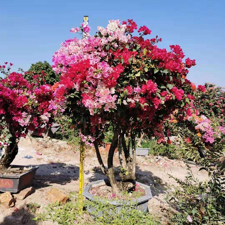 漳州多色三角梅