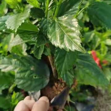 漳州大红花常绿灌木苗批发报价