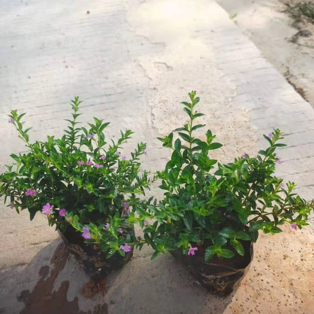 漳州满天星花苗批发 