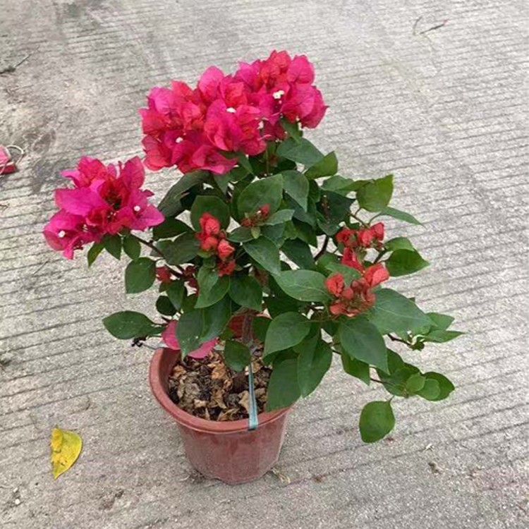 漳州三角梅 红花三角梅小型盆栽批发 