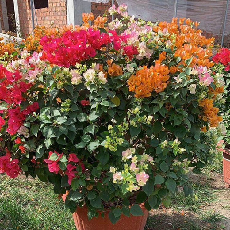 漳州多彩三角梅 