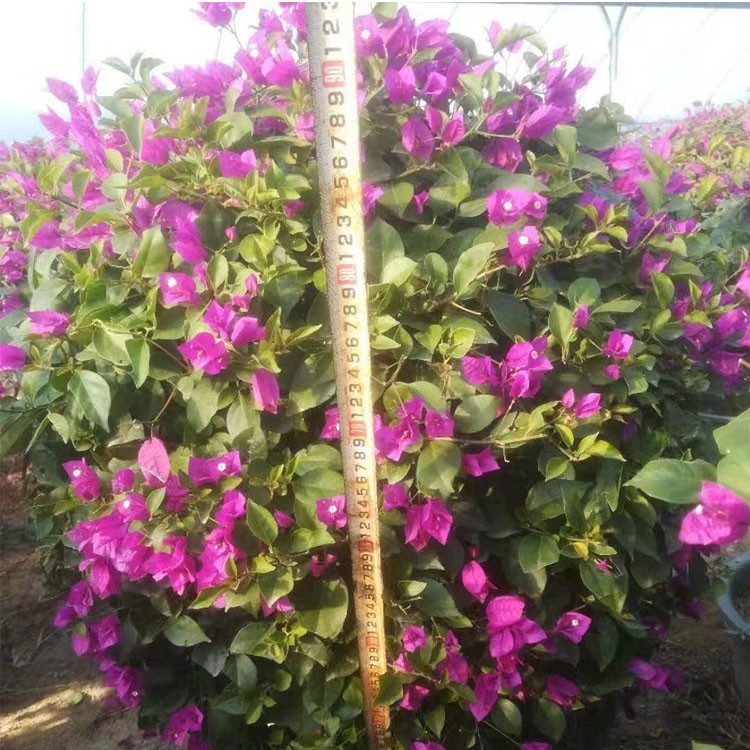 漳州三角梅球 90cm紫花球型三角梅批发