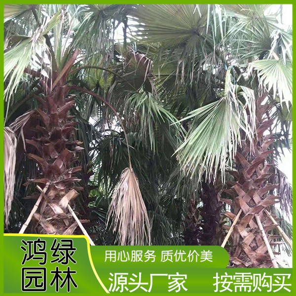 漳州老人葵种植基地批发 直销热带树 老人葵价格