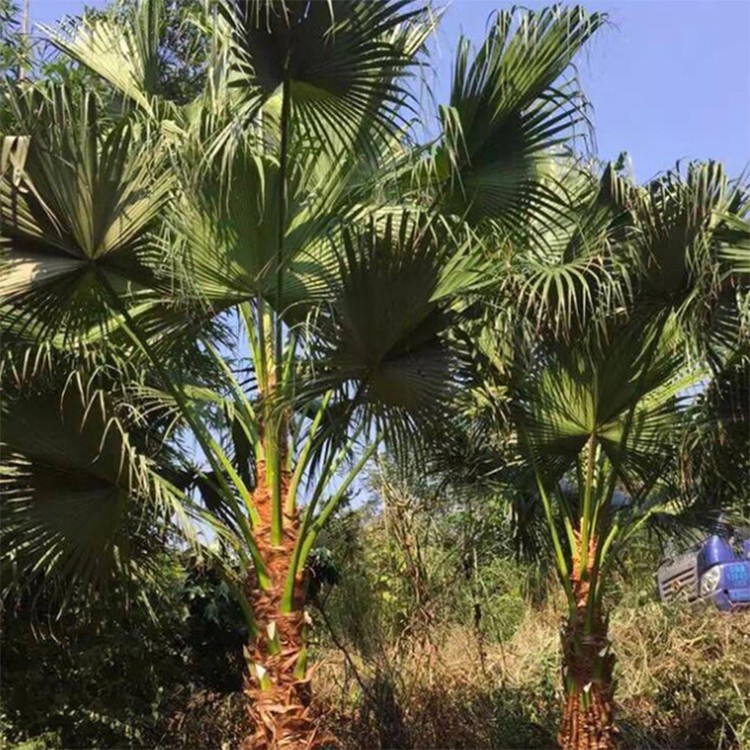 漳州蒲葵批发价格 绿化置景树