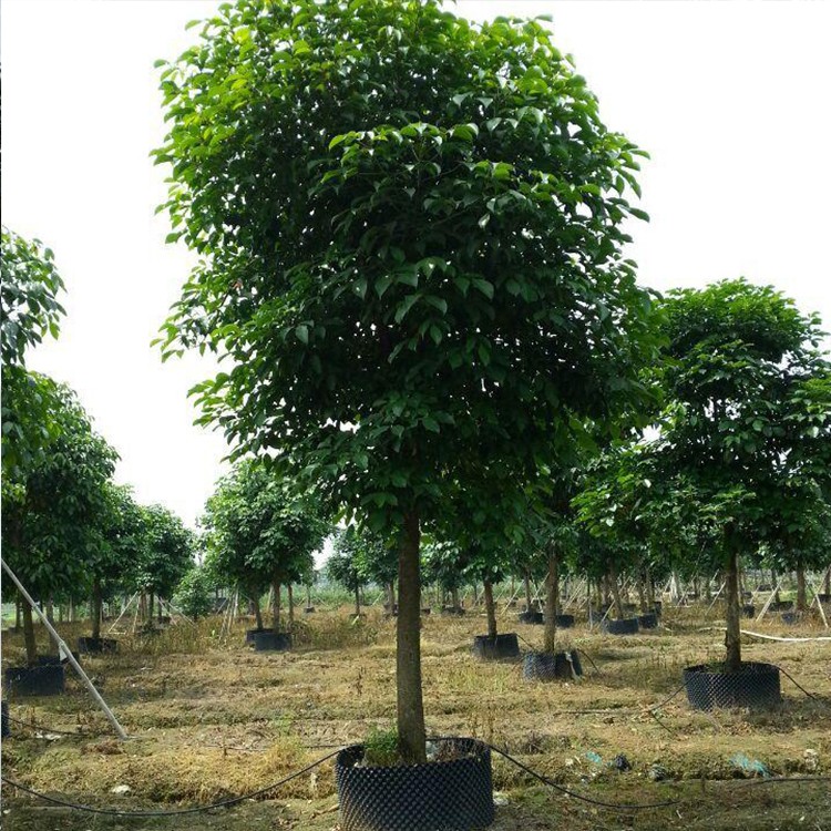 漳州丛生秋枫批发价格