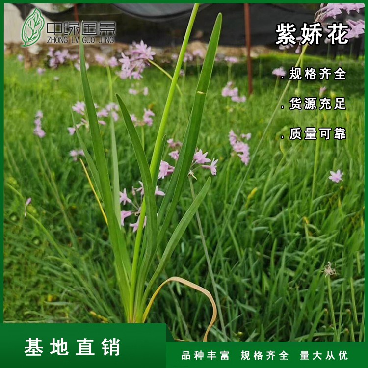 漳州紫娇花 紫娇花种植基地 