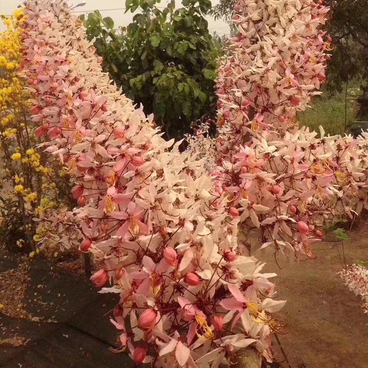 漳州花旗木地苗 泰国樱花地栽苗 