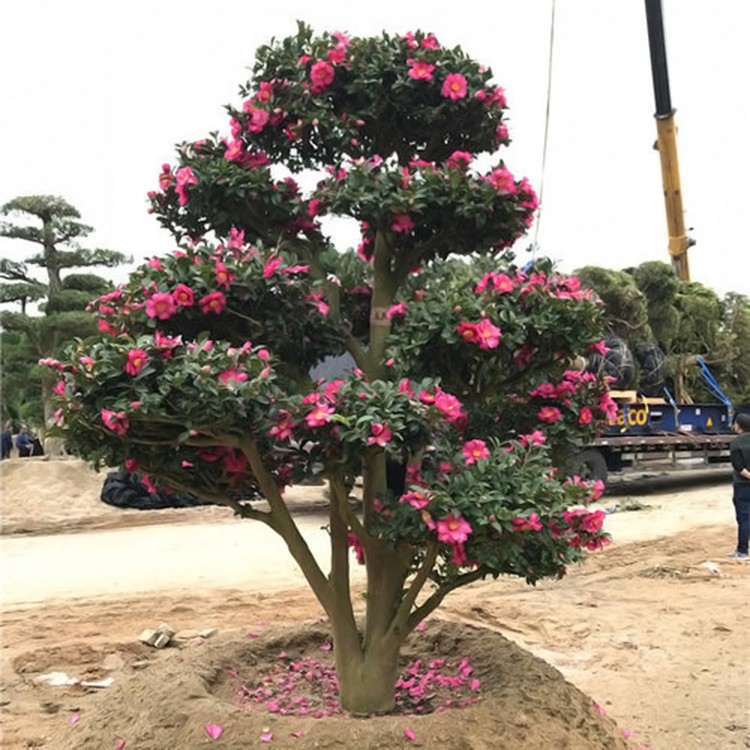 漳州茶梅批发 日本进口茶梅 