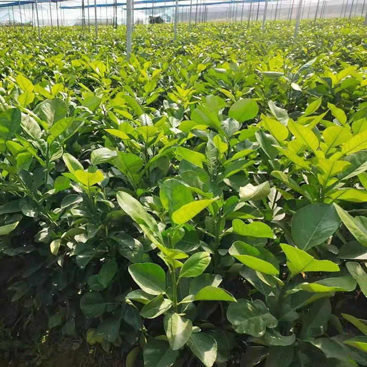 漳州泰国红宝石青柚批发 