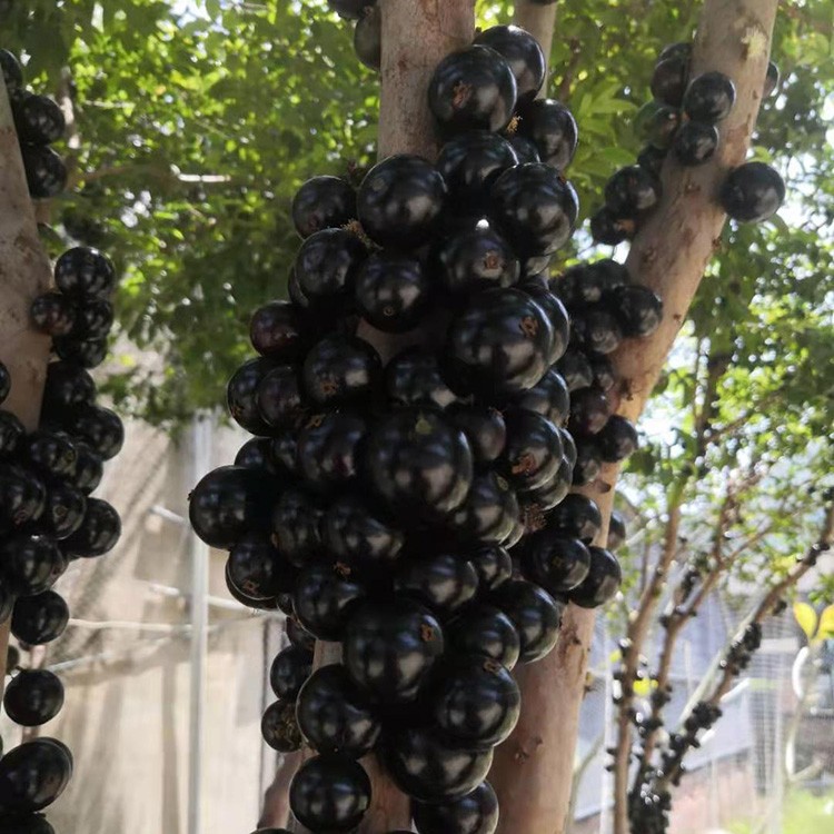 漳州自产自销树葡萄 